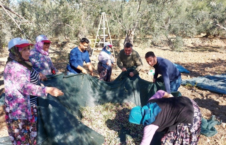 AYVACIK BELEDİYESİ ATIL DURUMDAKİ ZEYTİNLİKLERİ HASADA HAZIR HALE GETİRDİ