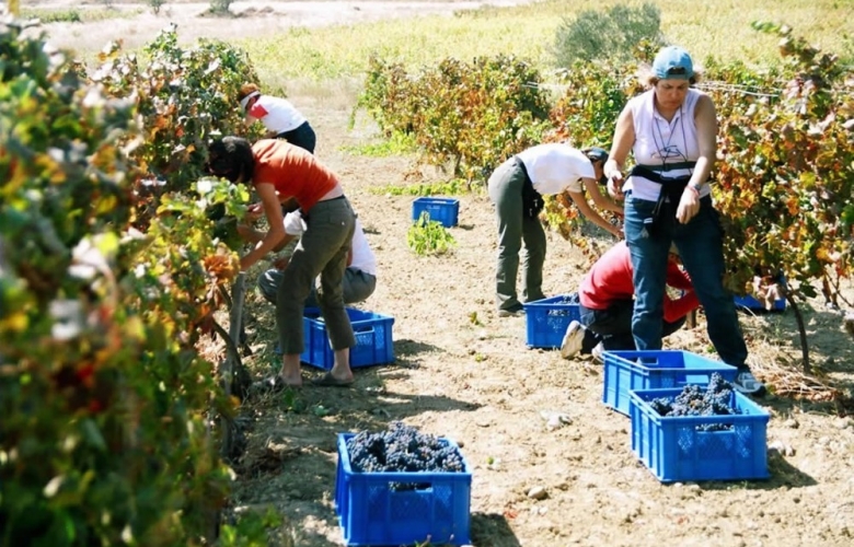 BOZCAADA BAĞ BOZUMUNA HAZIRLANIYOR        
