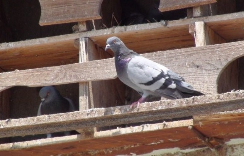 GEYİKLİ’ NİN SEMBOLÜ OLDULAR