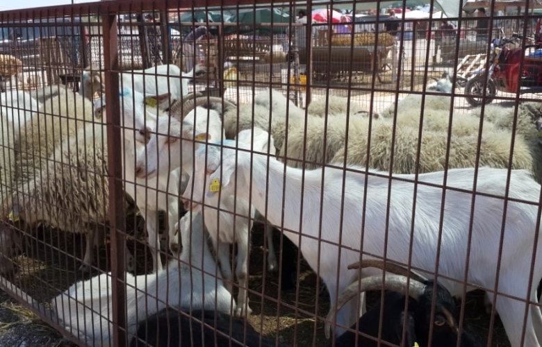 KURBAN'DA YOK, KURBAN KESEN' DE 