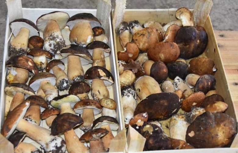 Çanakkale'nde Yağışlar Sonrası Mantar Bereketi