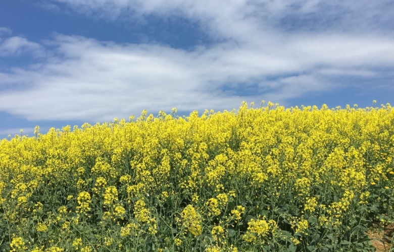 Kanola Üretimine Ağırlık Verildi 