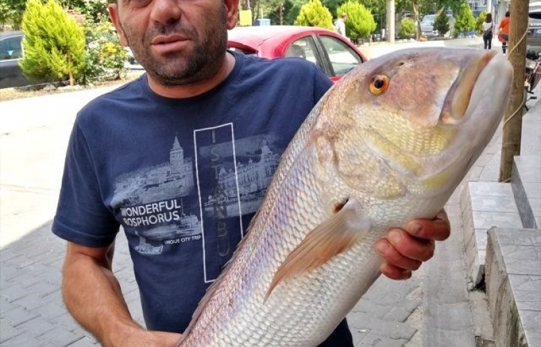 DEV SİNARİT BALIĞI YAKALADI