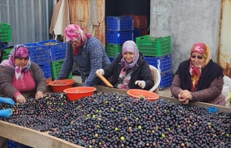 Zeytinyağı Fiyatları Altın Fiyatları İle Yarışır Hale geldi  