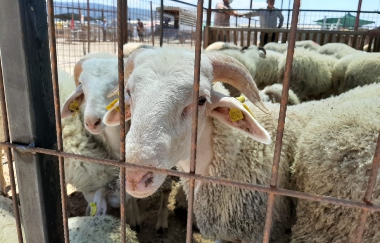 ÇANAKKALE MERKEZDE KURBANLIKLAR GÖRÜCÜYE ÇIKTI