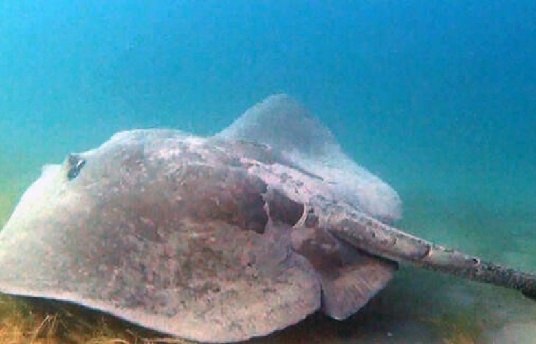 ÇANAKKALE’ DE DEV VATOZU GÖRÜNTÜLEDİ