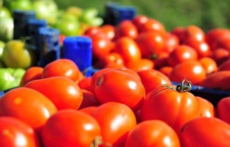 Çanakkaleli domates üreticilerinden kötü haber