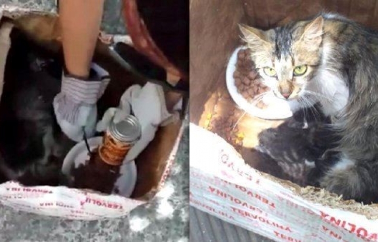 Kediler kolinin içinde ölüme terk edildi