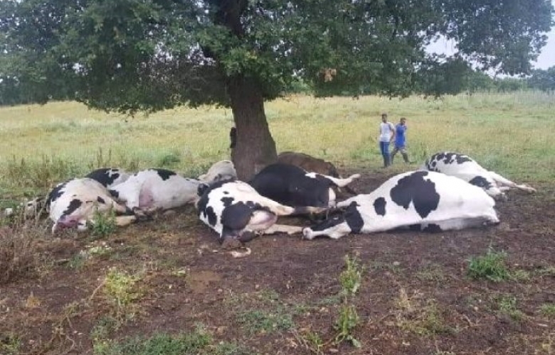 Yıldırım çarpması sonucu 8'i gebe 10 inek öldü