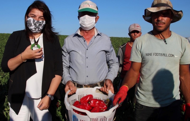 İSKENDEROĞLU KAPYA BİBER HASADINA KATILDI