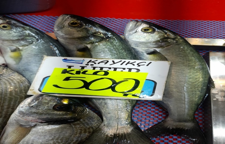 Çanakkale’de Lüfer Balığı Fiyatlarındaki  500 TL’ye Dayandı
