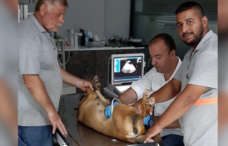 BARINAK ÇALIŞANLARININ DİKKATİ KÖPEKLERİ HAYATA BAĞLADI