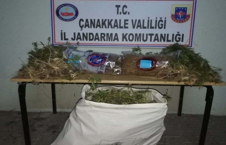YASA DIŞI KENEVİR YETİŞTİREN KİŞİLER GÖZALTINA ALINDI 