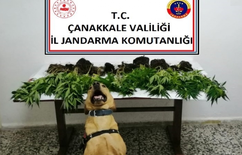 JANDARMA' DAN UYUŞTURUCU OPERASYONU
