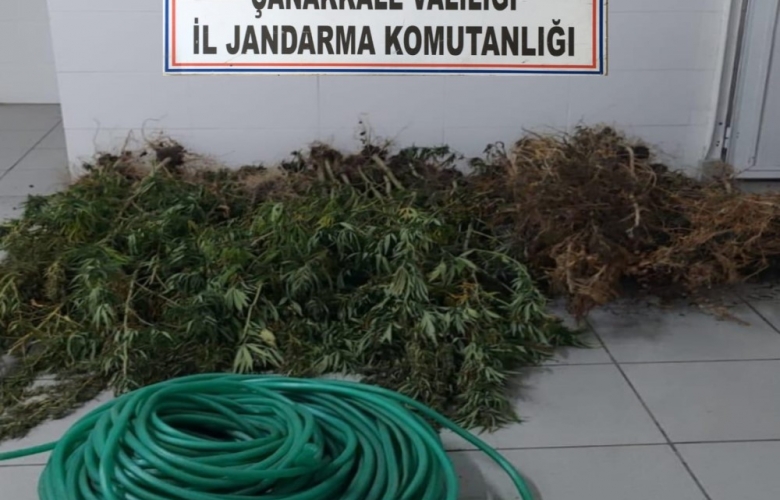 İL JANDARMA KOMUTANLIĞINDAN KENEVİR OPERASYONU      