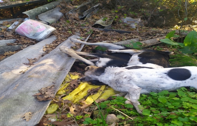 VİCDANSIZLAR 4 KÖPEĞİ ZEHİRLEDİLER