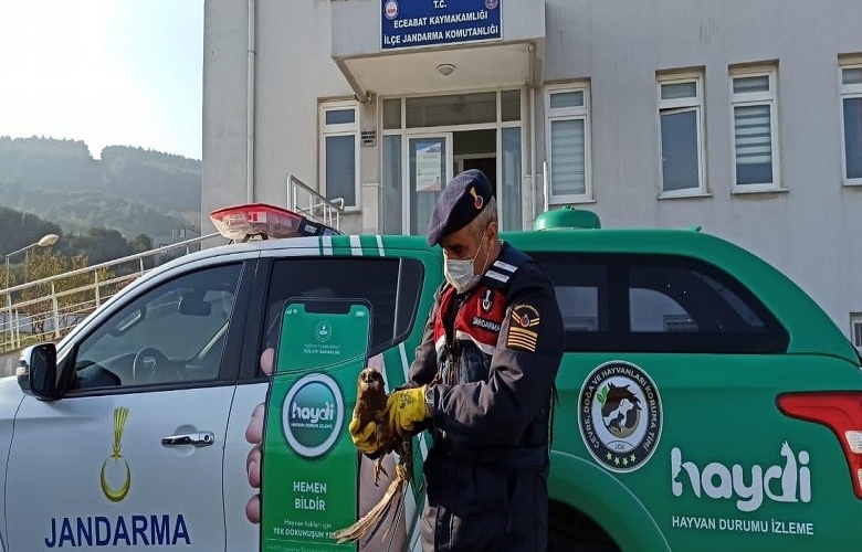 KANATLARI KIRIK ŞAHİN KORUMA ALTINA ALINDI