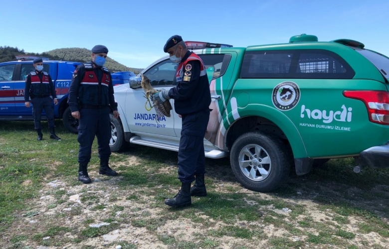 YARALI BALABAN KUŞU “HAYDİ” EKİPLERİ TARAFINDAN KORUMA ALTINA ALINDI