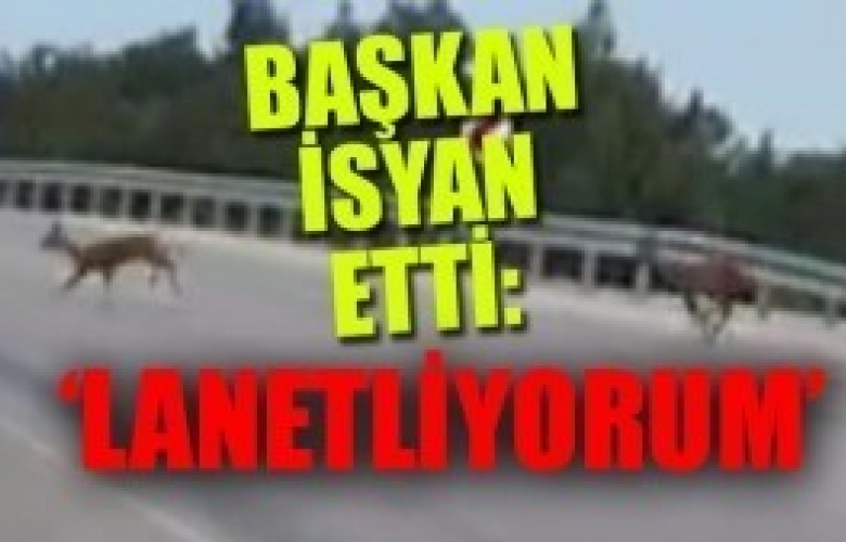 KARACALAR KAÇARKEN GÖRÜNTÜLENDİ