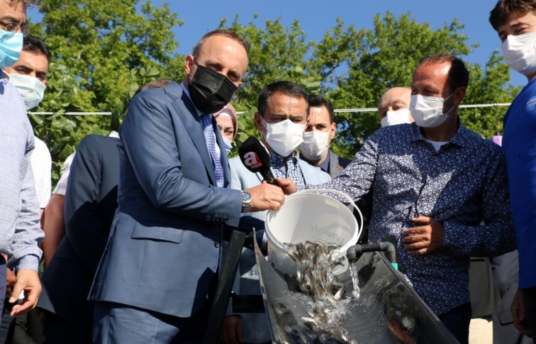 ÇANAKKALE BOĞAZI'NA 22 BİN BALIK YAVRUSU BIRAKILDI