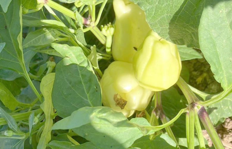 Biga'da Yaz Hasadı Tüm Hızıyla Devam Ediyor