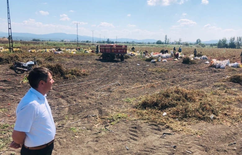 CEYLAN: “DOMATES BU SENE DE TARLADA KALDI”