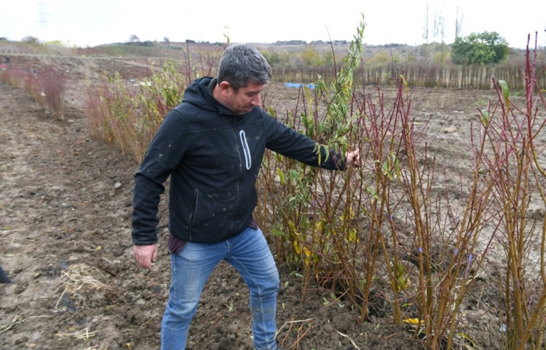 MEYVESİNDEN SONRA FİDANINI’ DA İHRAÇ ETTİK