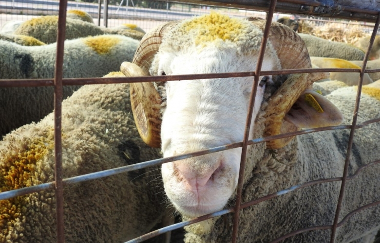 Kurbanlıklar Görücüye Çıkıyor