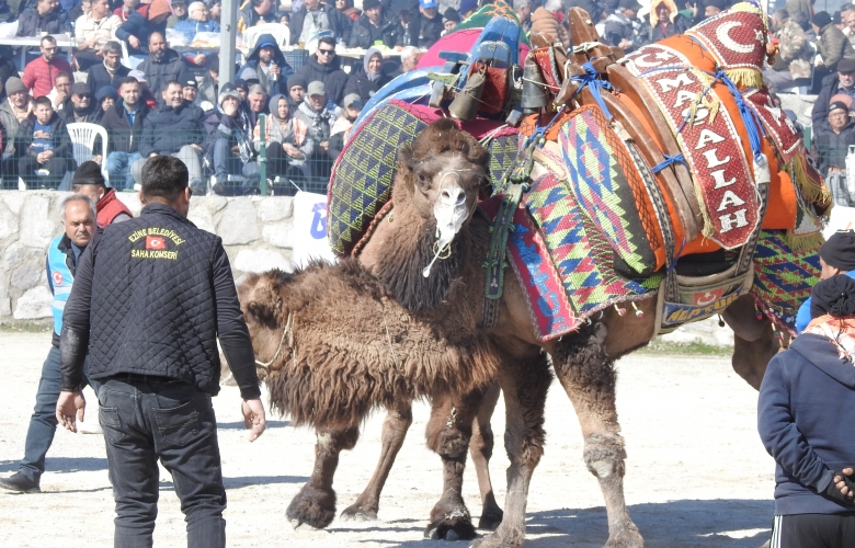  Ayvacık'ta Deve Güreşleri Heyecanı Yaşandı, 160 Deve Kıyasıya Mücadele Etti