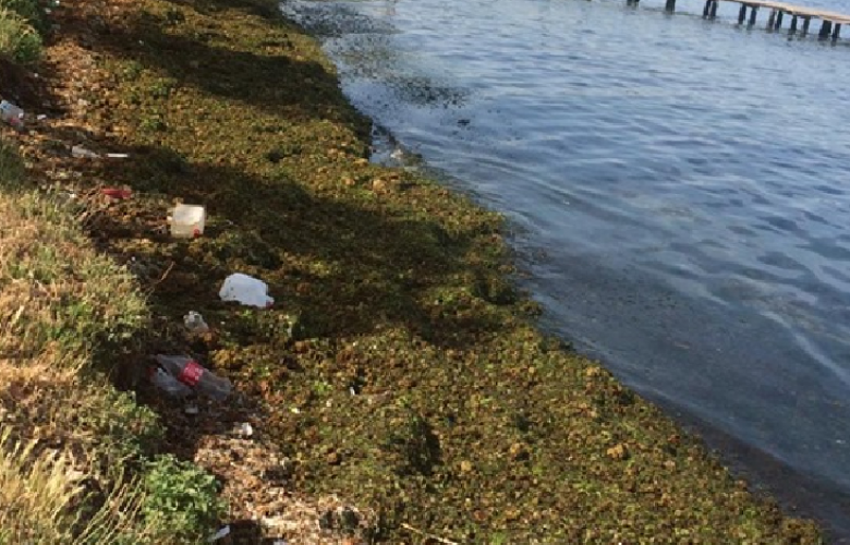 Kötü kokunun sebebi deniz marulu