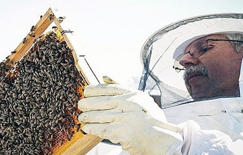 GÖKÇEADA KRALİÇE ARISINI ÜRETMEYE ÇALIŞIYORUZ 