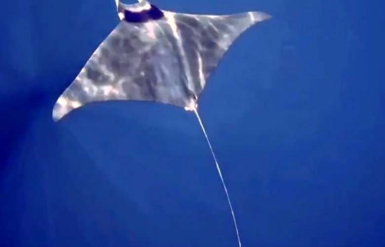 GÖKÇEADA'DA MANTA VATOZU GÖRÜNTÜLENDİ