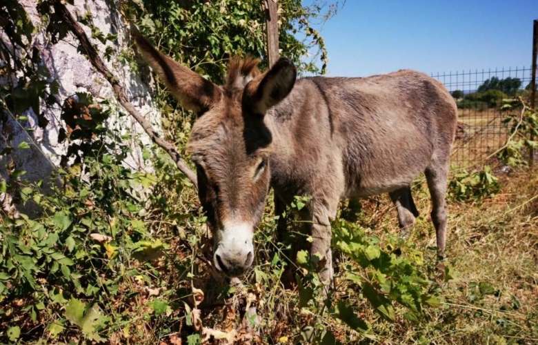 YAŞLI VE GÖZLERİ GÖRMEYEN EŞEK  YENİ YUVASINA KAVUŞTU