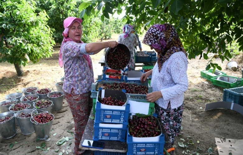 LAPSEKİ' DE KİRAZ ÜRETİCİSİNİN YENİ GÖZDESİ REGİNA KİRAZI