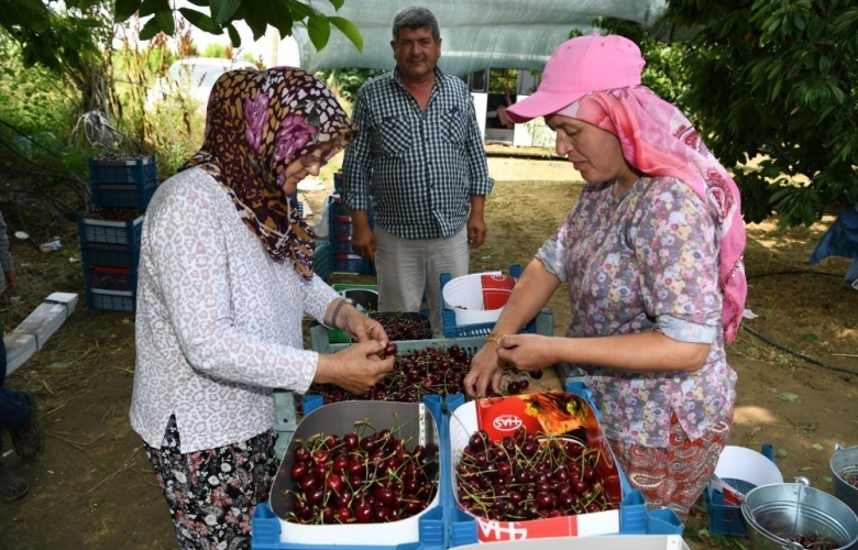 LAPSEKİ' DE KİRAZ ÜRETİCİSİNİN YENİ GÖZDESİ REGİNA KİRAZI