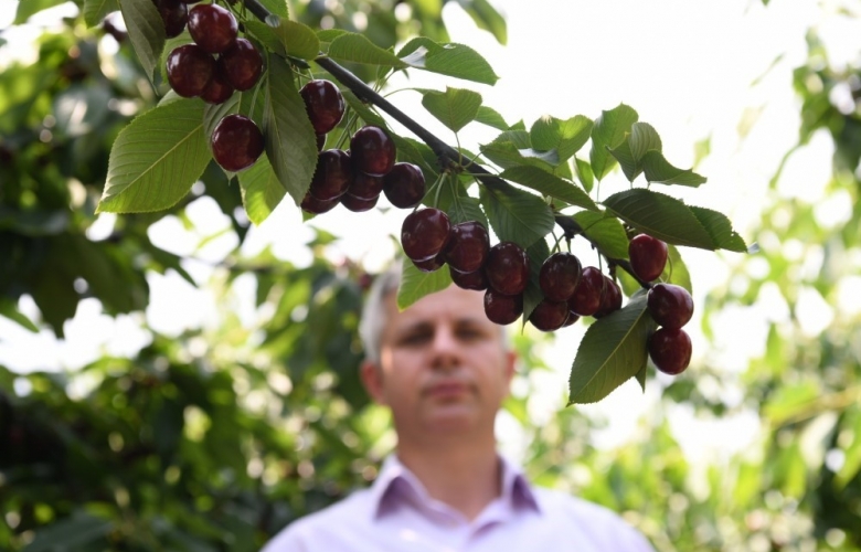 LAPSEKİ' DE KİRAZ ÜRETİCİSİNİN YENİ GÖZDESİ REGİNA KİRAZI