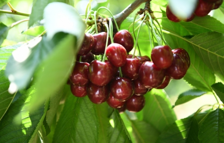 LAPSEKİ' DE KİRAZ ÜRETİCİSİNİN YENİ GÖZDESİ REGİNA KİRAZI