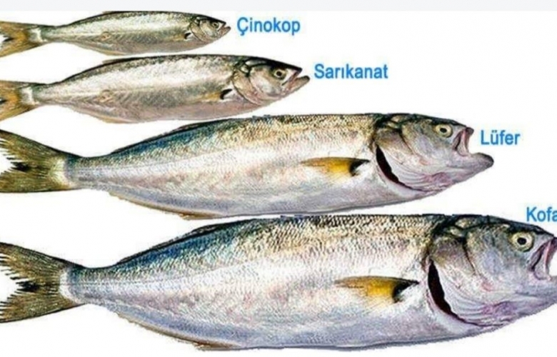 YAVRU BALIK AVLAMANMASIN, ALINMASIN, SATILMASIN!