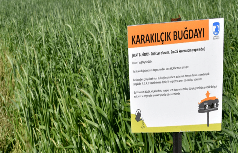 TOHUM SANDIĞI PROJESİNDE KARAKILÇIK BUĞDAYI BAŞAK VERDİ