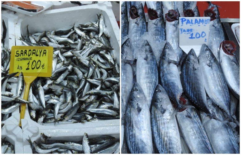 Sardalya Yağlandı, Palamutun Tam Sırası