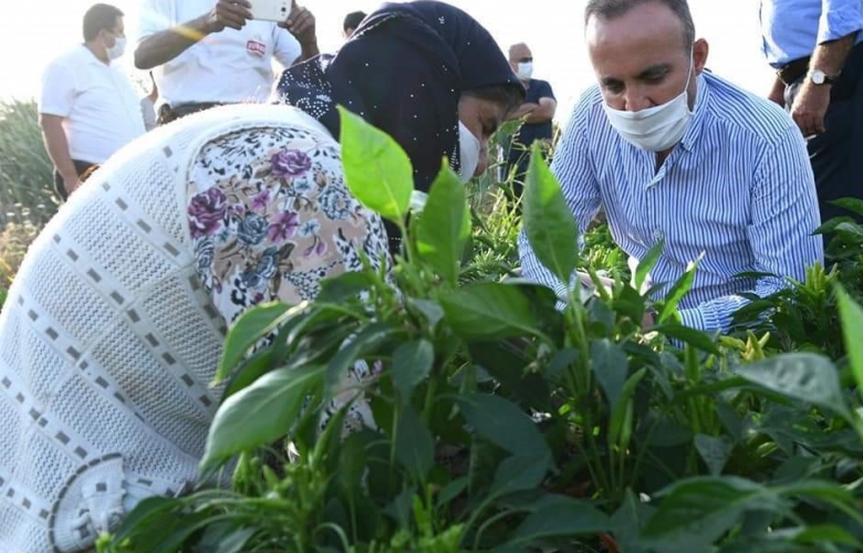 TURAN “ÇANAKKALE TARIMINDA YENİ BİR ADIM; GÖKÇEADA’MIZDA DAMLA SAKIZI AĞACI YETİŞECEK”