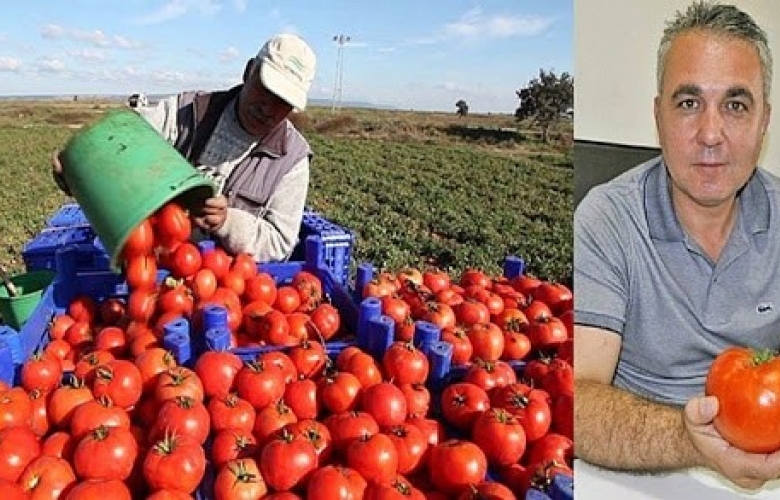 KAYA “ DOMATES ÜRETİCİSİNİN SON TURFAN BEKLENTİSİ’ DE KARŞILIK BULMADI”