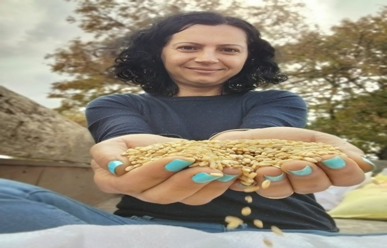DEDE TOPRAĞINA 13 BİN YILLIK SORGÜL BUĞDAY TOHUMU EKTİ
