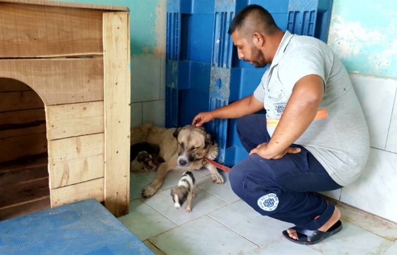 YAVRU KÖPEKLER SÜT ANNELERİNE KAVUŞTU